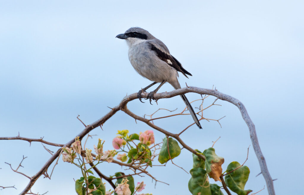 Bitcher-Bird