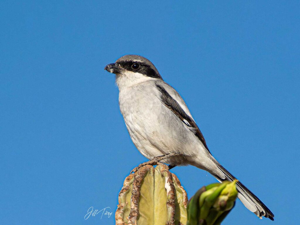 Butcher-Bird