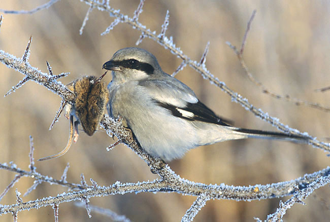 Butcher Bird_(Marek_Szczepanek)