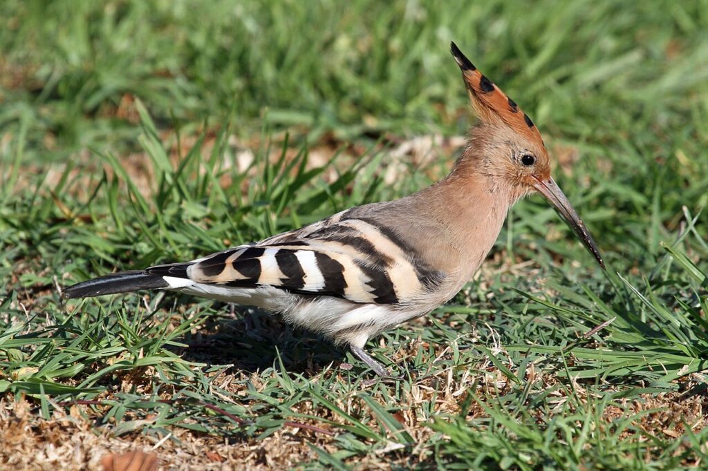 Eurasian Hoopoe (c)Greg Schechter