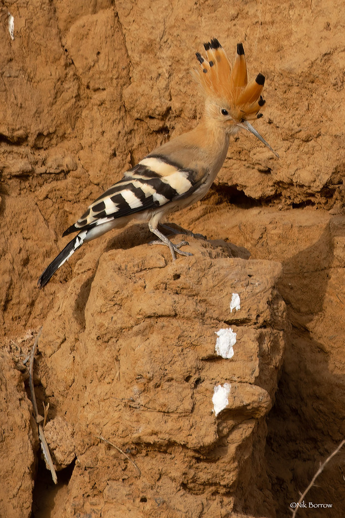 Eurasian Hoopoe (c)Nick Borrow
