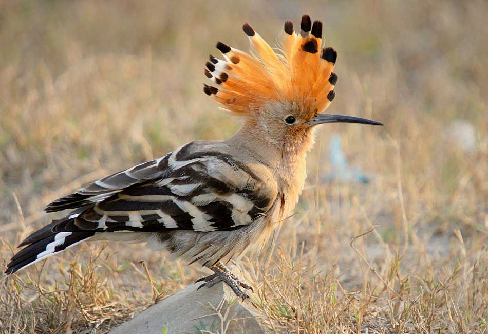 Eurasian-Hoopoe-crest
