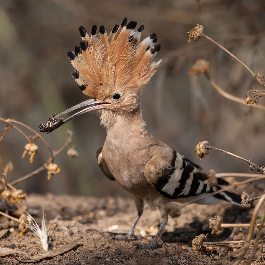 Eurasian-Hoopoe-with-insect
