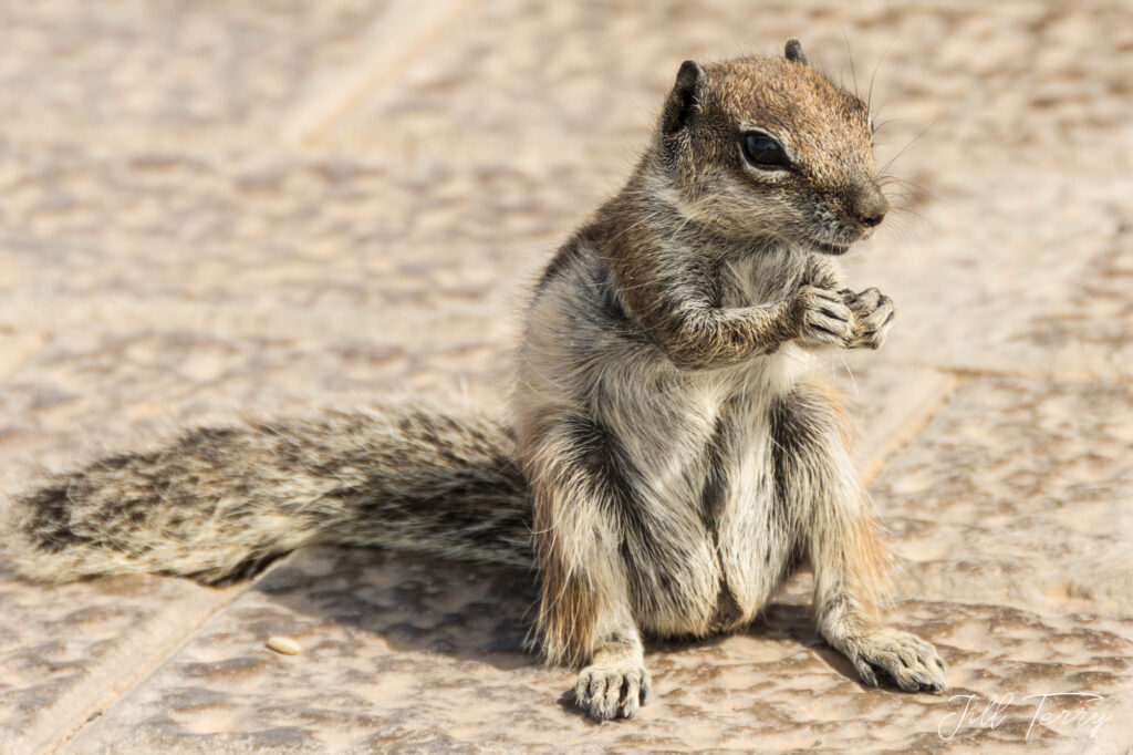 Barbary Ground Squirrel