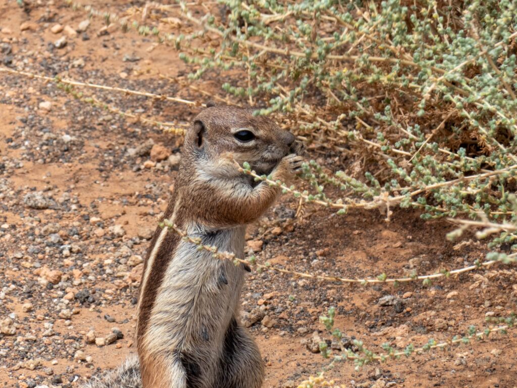 Barbary Ground Squirrel