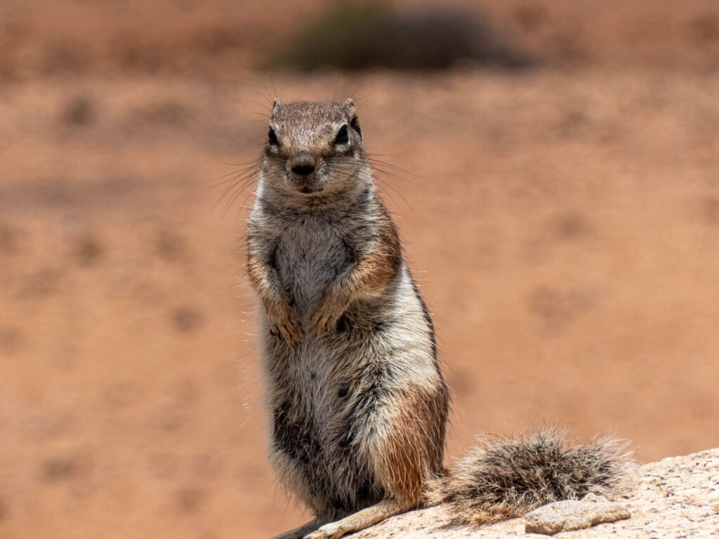 Barbary Ground Squirrel