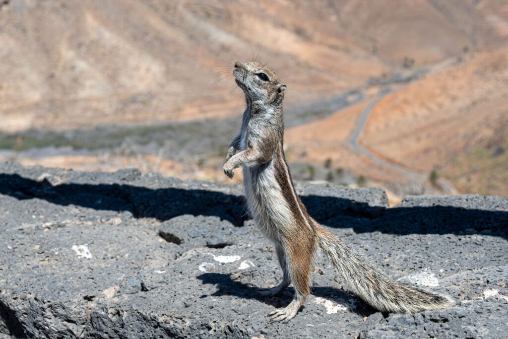 Barbary Ground Squirrel