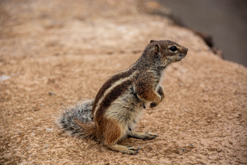 Barbary Ground Squirrel