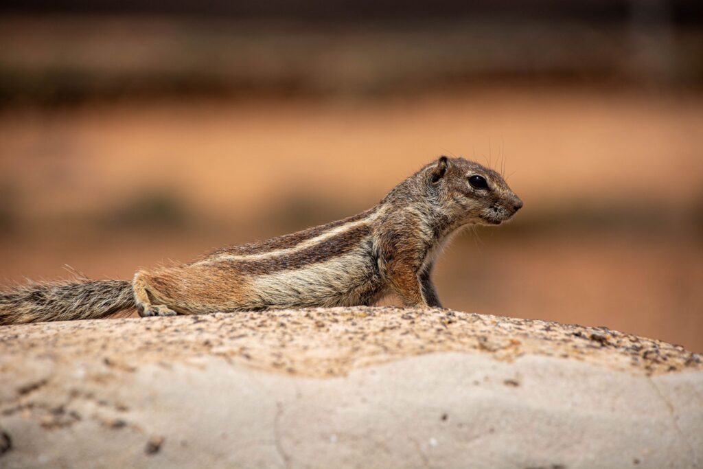 Barbary Ground Squirrel