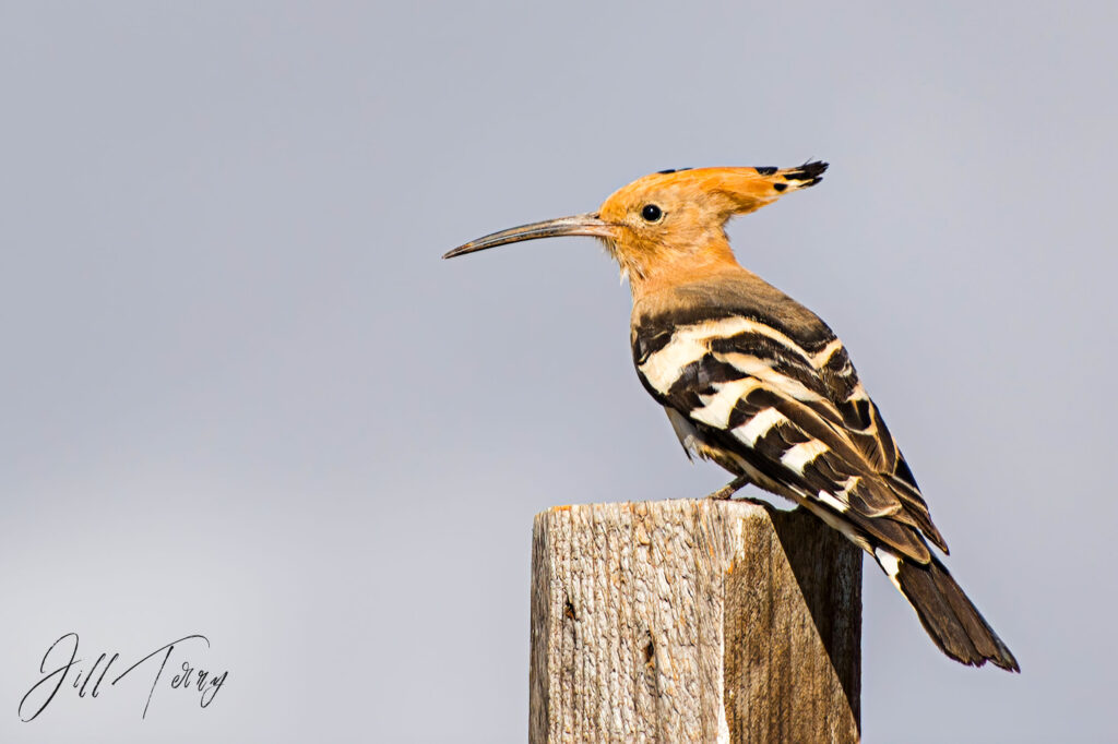 Eurasian-Hoopoe-_JT15460