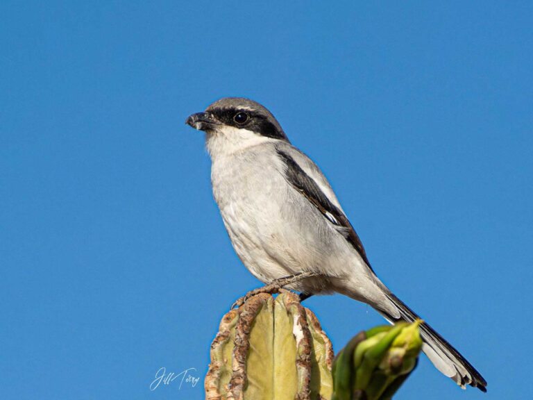 Butcher-Bird