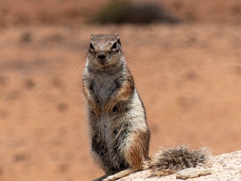 Barbary Ground Squirrel